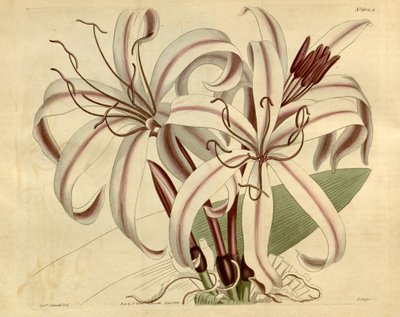 Crinum amabile by Ker Gawler